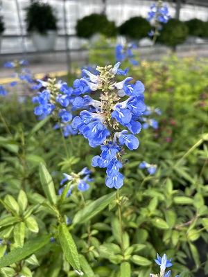 SALVIA uliginosa